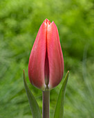 Tulipa Kelly