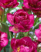 Tulipa 'Mariola'