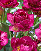 Tulipa Mariola