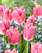 Tulipa 'Fancy Frills'