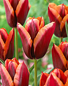 Tulipa 'Slawa'