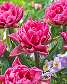 Tulipa 'Oeral'