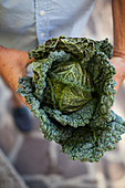 Hands holding a fresh Savoy cabbage