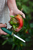 A hand holding a freshly harvested pepper