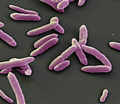 Aeromonas hydrophila bacteria, SEM