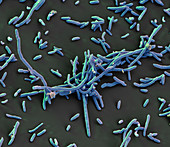 Aeromonas hydrophila bacteria, SEM