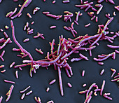 Aeromonas hydrophila bacteria, SEM