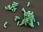 Enterobacter cloacae bacteria, SEM