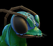 Emerald cockroach wasp head, SEM