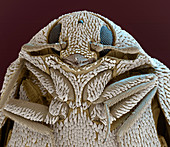 Egyptian beetle, SEM