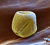 Pollen grain, SEM