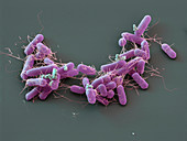 Salmonella enterica bacteria, SEM