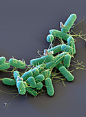 Salmonella enterica bacteria, SEM