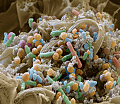 Sauerkraut bacteria, SEM