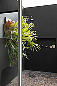 Staghorn fern in shower with black wall and pebble mosaic floor