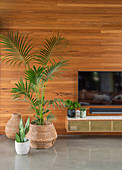 Flat screen TV above wall cabinet next to palm tree against wooden wall