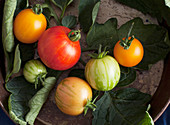 Fresh summer tomatoes in metal bowl