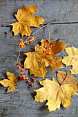 Laubblätter und Beerenzweig als herbstliche Dekoration