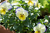 Pansies in window box