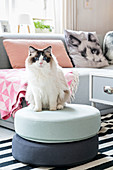 Cat sitting on pouffe in front of scatter cushion with cat motif on grey sofa