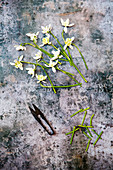 Schneeglöckchen mit Gartenschere auf Metalluntergrund