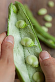 Shelling fava beans