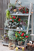 prickly heath, Gaultheria, skimmia, coral bells, sedge, and pennywort with lanterns and star on a shelf