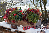 Holzkasten mit winterharten Pflanzen: Wolfsmilch, Purpurglöckchen und Skimmia