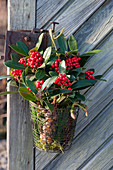 Skimmia in a wire basket with a peg on the door handle