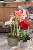 Amaryllis in different colours