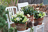 Christmas roses in terracotta pots placed on chairs