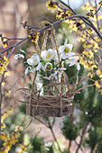 Kleiner Strauß aus Blüten von Christrose und Schneeglöckchen mit Kränzchen aus Gras an Zweig gehängt