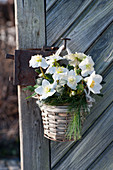 Christmas rose in a basket hung on a door handle