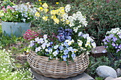 Basket with violets, gold lacquer, hyacinth and moss saxifrage
