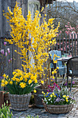 Spring terrace with gold bells, daffodils, herbs, violets and gold lacquer