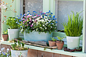 Frühling am Fenster: Vergißmeinnicht Trio, Schnittlauch, Petersilie, Salatpflanzen, treibende Narzissen und Treibholz