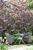 Gedeckter Tisch unterm blühenden Zierapfelbaum 'Paul Hauber'