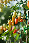 Red Tomatoes on the Vine