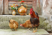 Cockerel and hens on stone step in front of jugs of flowers