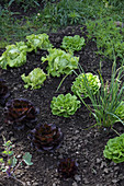Gemüsebeet mit verschiedenen Salatköpfen
