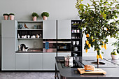 Pale grey kitchen cabinets and charcoal-grey island counter with lemon tree planted in centre