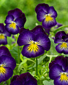 Viola cornuta 'Halo Violet'