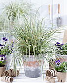 Carex EverColor® Everest