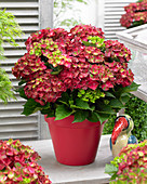 Hydrangea macrophylla 'Ruby Tuesday'