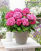 Hydrangea macrophylla Pink Pop ®