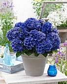 Hydrangea macrophylla 'Blue Boogiewoogie' ®