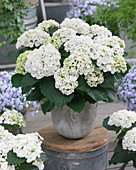 Hydrangea macrophylla Curly Wurly White