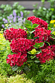 Hydrangea macrophylla red