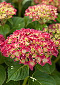 Hydrangea macrophylla Red Reggae ®