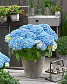 Hydrangea macrophylla 'Forever and Ever' blue